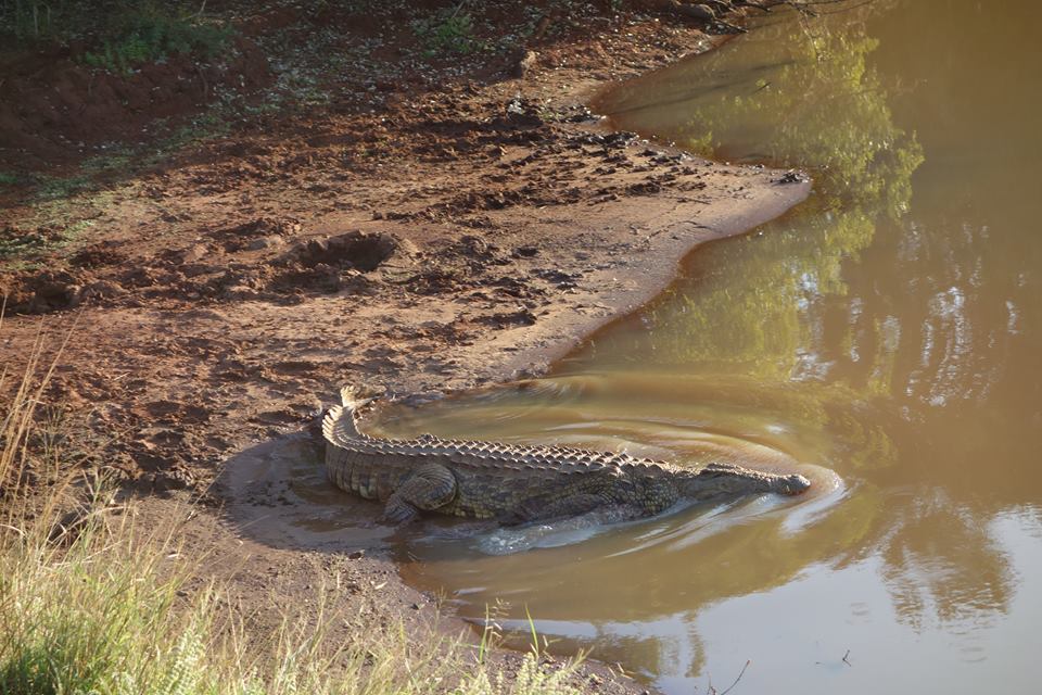 Huge crocodile caught on camera